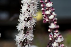 Black Cohosh