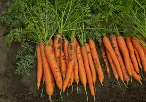 carrots and breast cancer