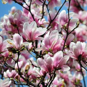 magnolia and canecr