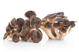 maitake mushroom and cancer